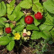 Red Mock Strawberry Seeds