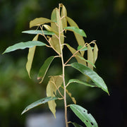 Durian Monthong Seeds - Fruit Plant For Home Gardens