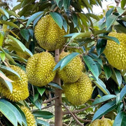 Durian Monthong Seeds - Fruit Plant For Home Gardens