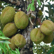 Durian Monthong Seeds - Fruit Plant For Home Gardens