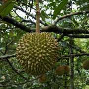Durian Monthong Seeds - Fruit Plant For Home Gardens