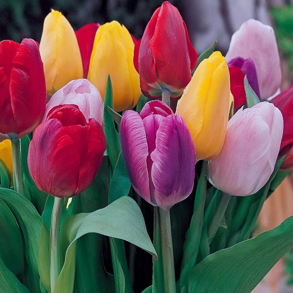 Dutch Tulip Seeds For Garden - Flower Plant