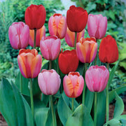 Dutch Tulip Seeds For Garden - Flower Plant