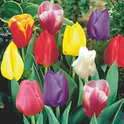Dutch Tulip Seeds For Garden - Flower Plant