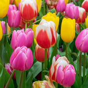 Dutch Tulip Seeds For Garden - Flower Plant