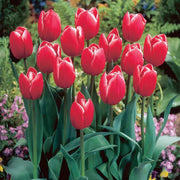 Dutch Tulip Seeds For Garden - Flower Plant