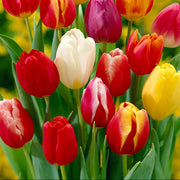 Dutch Tulip Seeds For Garden - Flower Plant