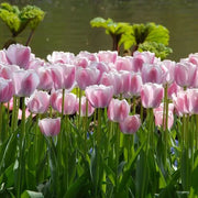 Dutch Tulips Seeds - Flower Plant