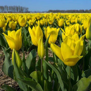 Dutch Tulips Seeds - Flower Plant
