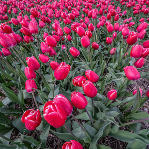 Dutch Tulips Seeds