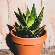 Dwarf Aloe Seeds - Succulent Seeds
