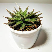 Dwarf Aloe Seeds - Succulent Seeds