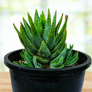 Dwarf Aloe Seeds - Succulent Seeds