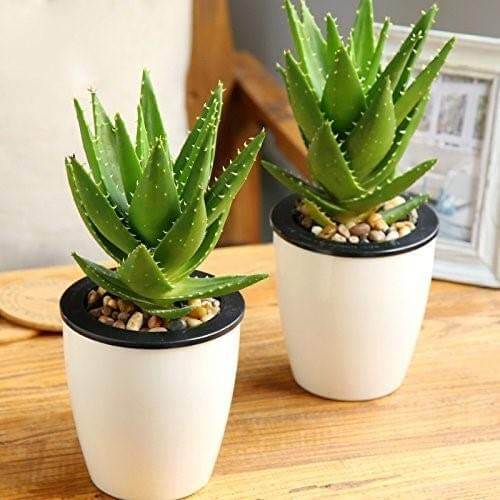 Dwarf Aloe Seeds - Succulent Seeds