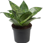 Dwarf Bird's Nest Snake - Housing Seeds