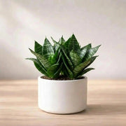 Dwarf Bird's Nest Snake - Housing Seeds
