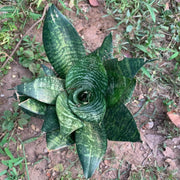 Dwarf Bird's Nest Snake - Housing Seeds