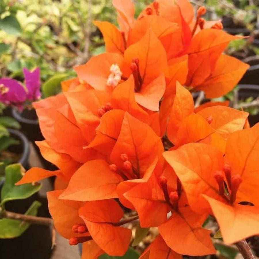 Orange Seeds, Bougainvillea glabra