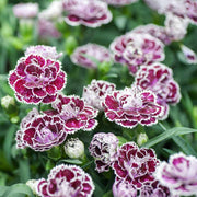 Carnation Seeds – Dianthus caryophyllus