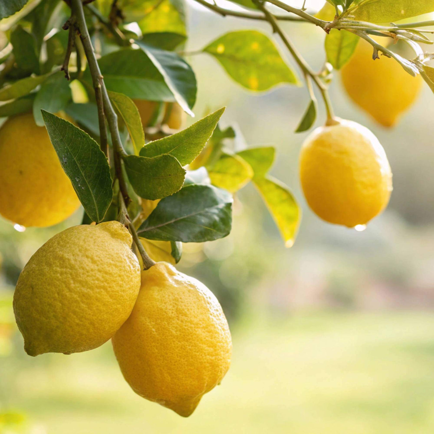 Dwarf Citrus Lemon Seeds