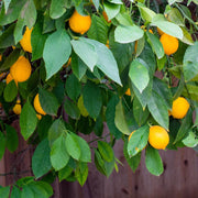 Dwarf Citrus Lemon Seeds