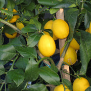 Dwarf Citrus Lemon Seeds