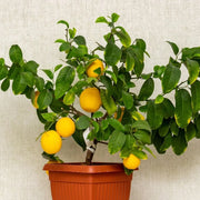 Dwarf Citrus Lemon Seeds