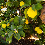 Dwarf Citrus Lemon Seeds