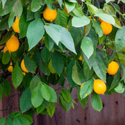 Dwarf Citrus Lemon Seeds