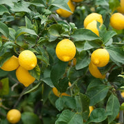 Dwarf Citrus Meyer Lemon Seeds