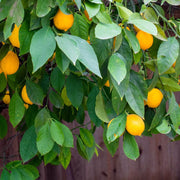 Dwarf Citrus Meyer Lemon Seeds