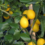 Dwarf Citrus Meyer Lemon Seeds