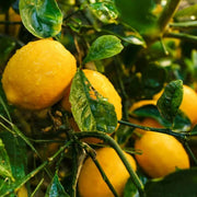 Dwarf Citrus Meyer Lemon Seeds