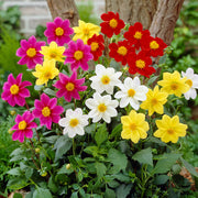 Dahlia Seeds – Dahlia variabilis
