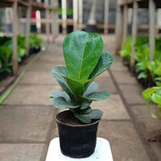 Column Seeds, Ficus lyrata