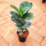 Column Seeds, Ficus lyrata