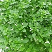 Compact Fragrant Dwarf Greek Basil Seeds, Herbal