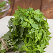 Compact Fragrant Dwarf Greek Basil Seeds, Herbal