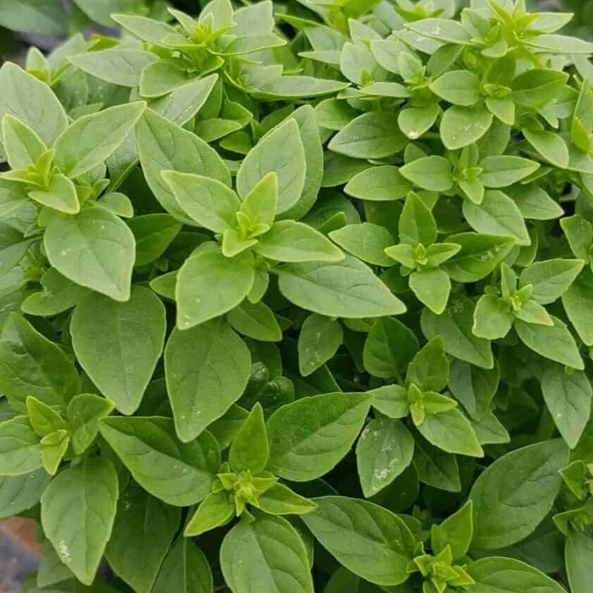 Compact Fragrant Dwarf Greek Basil Seeds, Herbal