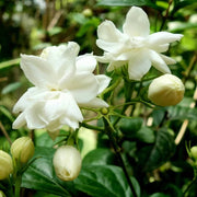 Dwarf Jasmine Seeds - Flower Plant