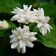 Dwarf Jasmine Seeds - Flower Plant