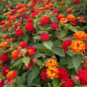 Dwarf Lantana Seeds - Flower Plant