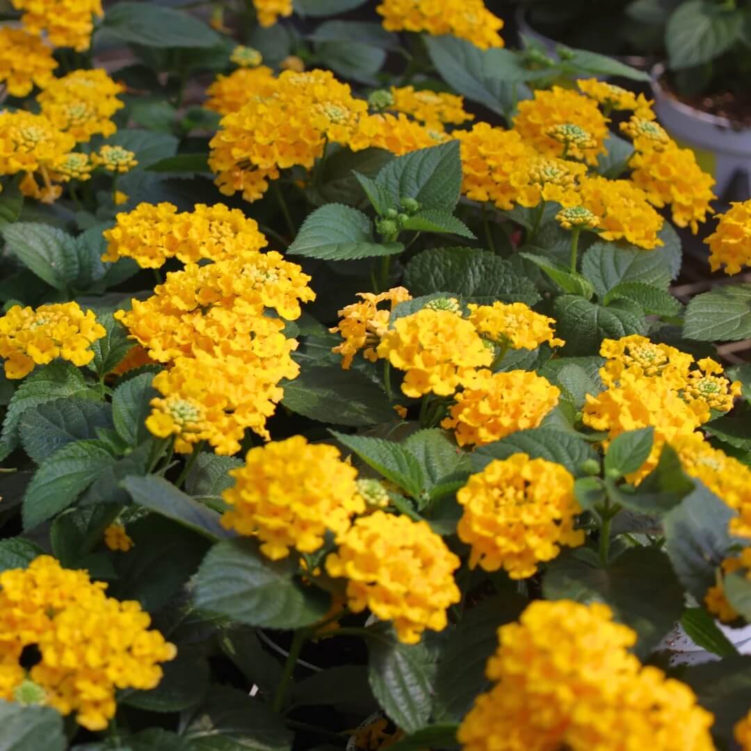 Dwarf Lantana Seeds - Flower Plant