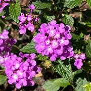 Dwarf Lantana Seeds