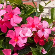 Dwarf Seeds, Mandevilla sanderi / Mandevilla hybrida Flower Seeds