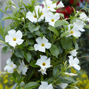 Dwarf Seeds, Mandevilla sanderi / Mandevilla hybrida Flower Seeds
