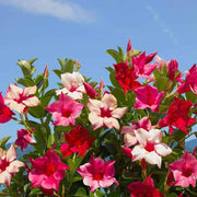 Dwarf Seeds, Mandevilla sanderi / Mandevilla hybrida Flower Seeds