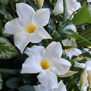 Dwarf Seeds, Mandevilla sanderi / Mandevilla hybrida Flower Seeds