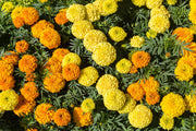 Marigold Seeds – Tagetes spp.
