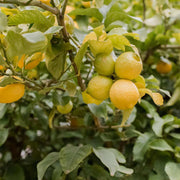 Dwarf Meyer Lemon Seeds